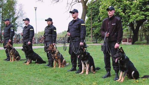 Nawet w niemieckiej policji ON, jako rodzima, flagowa rasa wypierana jest przez owczarka belgijskiego malinois.
