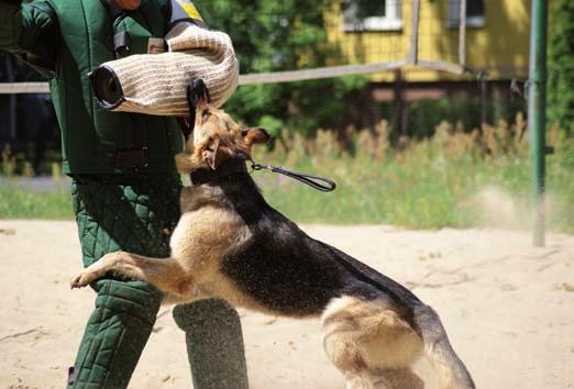 w sprawie programu nauczania na kursie specjalistycznym dla przewodników psów patrolowych do działania bez kagańca (Dz. Urz. KGP poz.