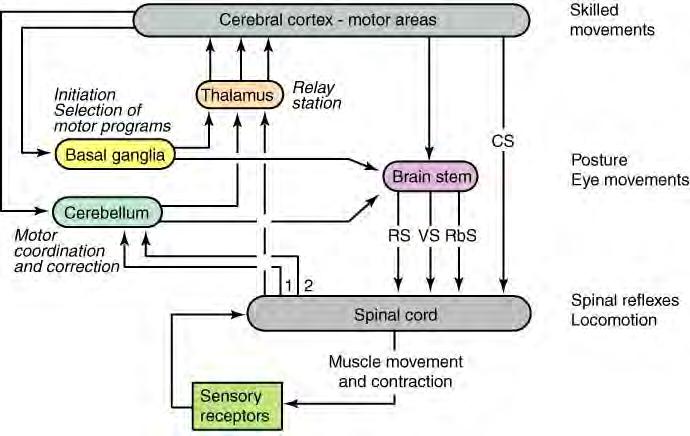 Jądra podstawy i móżdżek uczestniczą w kontroli ruchu poprzez GMN Rola impulsacji czuciowej: Receptory w mięśniach Receptory w stawach Receptory skórne, śluzówkowe, inne Impulsacja błędnikowa i oczna