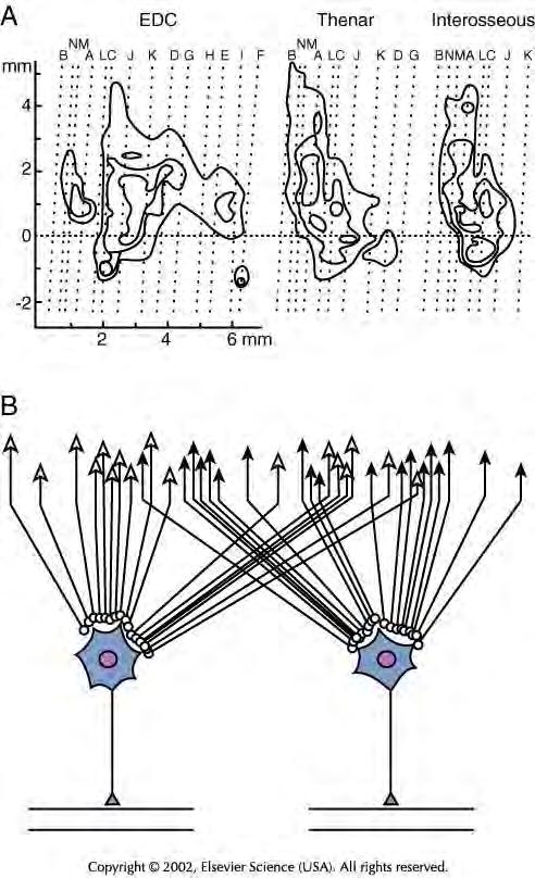 Konwergencja neuronów pierwotnej kory ruchowej pola kory ruchowej, z których obserwowano pobudzanie tych