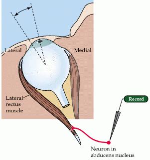 VI) Kierunek ruchu wyznaczają dwa osobne ośrodki w tworze siatkowatym pnia: Paramedian pontine reticular formation (=