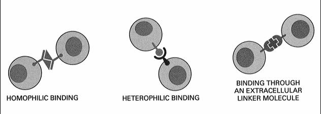 (uporządkowany układ włókien) łączenie się komórek homofilowe heterofilowe za