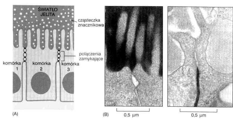 połączenia zamykające (tight junctions) w komórkach nabłonkowych ( obwódki zamykające )
