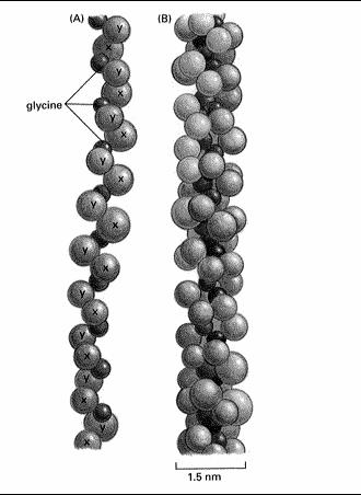 ECM białka tworzące włókna Kolageny (typy I - XVII) 25% masy białek organizmu ssaka