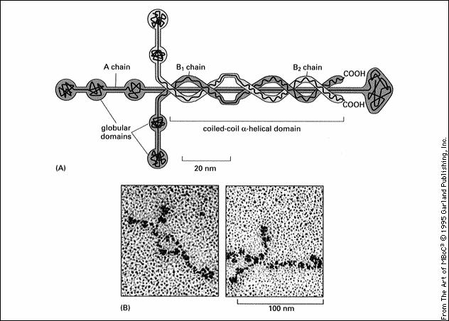 ECM białka niekolagenowe Laminina (glikoproteina - 240kD) matriks zewnątrzkomórkowa RóŜne