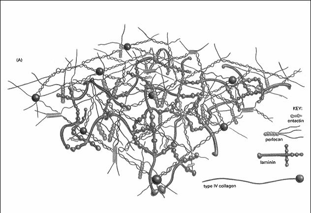 błona podstawna (model struktury) Tkanki roślinne matriks