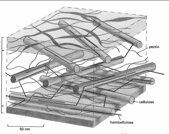 Pierwotna ściana komórek roślinnych blaszka środkowa (spajająca komórki) pierwotna ściana komórkowa rozciąganie - celuloza; ściskanie inne polisacharydy błona