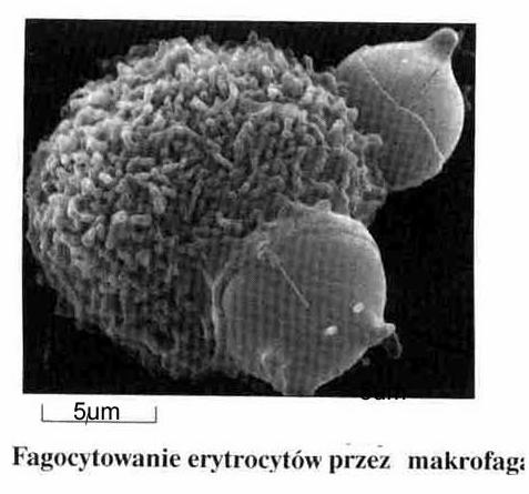 resztkowe) Fagocytoza (1011 erytrocytów