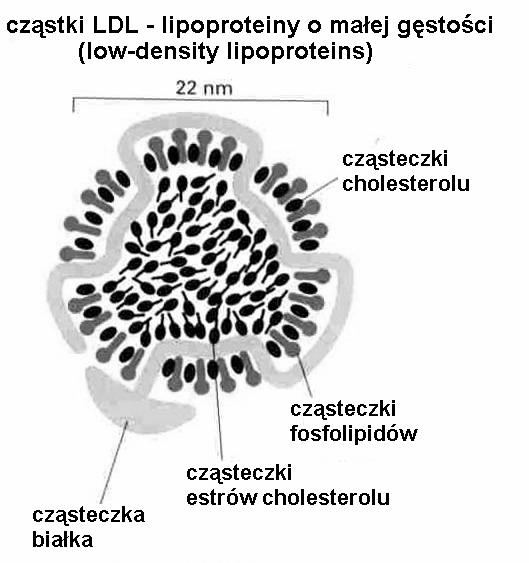 cytoza kierowana receptorami cytoza