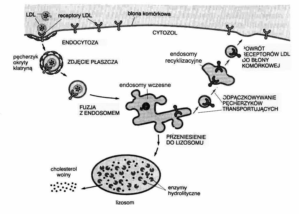 LDL polarna powierzchnia apolarny