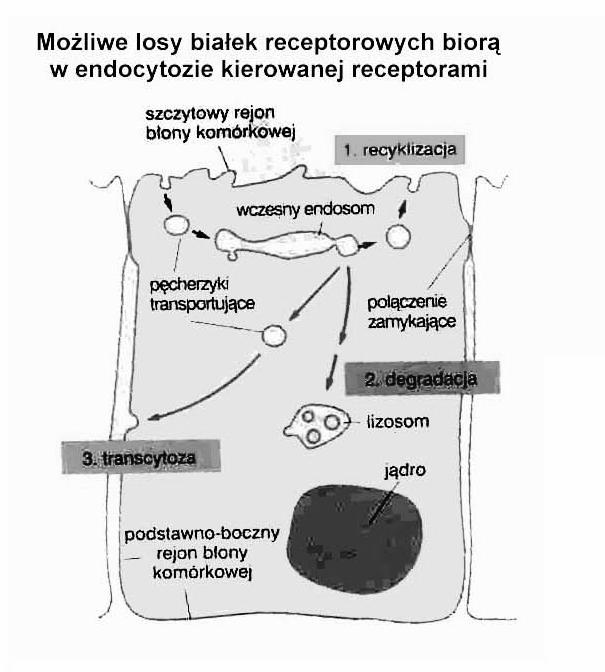 endocytoza kierowana receptorami losy cargo (ligandów): -