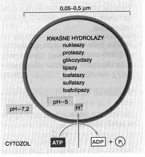 Miecznikow - 1865 wodniczki trawiące błona : monotopowe glikoproteidy (