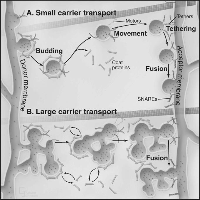Transport pęcherzykowy przemieszczanie i sortowanie białek cargo rozpuszczalne i błonowe carriers - przenośniki selekcja cargo - mikrodomeny lipidowe - rekrutacja białek płaszcza pączkowanie z