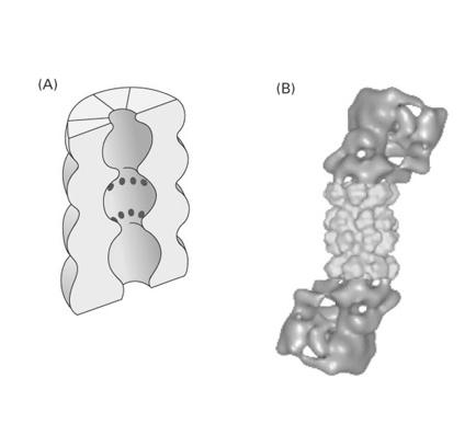 Proteasomy (proteosomy) Kompleks: białka RNA aparat importujący białka do proteolizy (19S)- regulatorowy (aktywator proteasomu, 6 ATP-az) proteasom 26S aparat dokonujący proteolizy białek (20S)