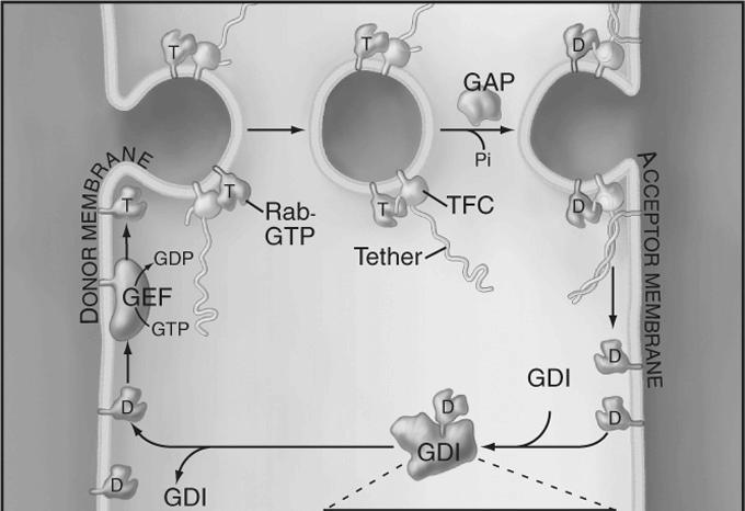 transport, dokowanie kompleks Rab- GDP/GDI GDI -inhibitor dysoscjacji nukleotydu cykl GTP-azowy Rab rekrutacja białek motorycznych dokowanie pęcherzyków - białka wiąŝące (tethering factors) Transport