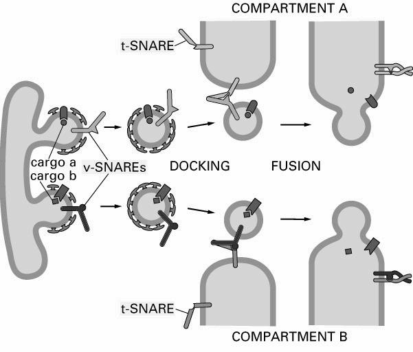 Transport pęcherzykowy transport, dokowanie, fuzja SNARE (SNAP