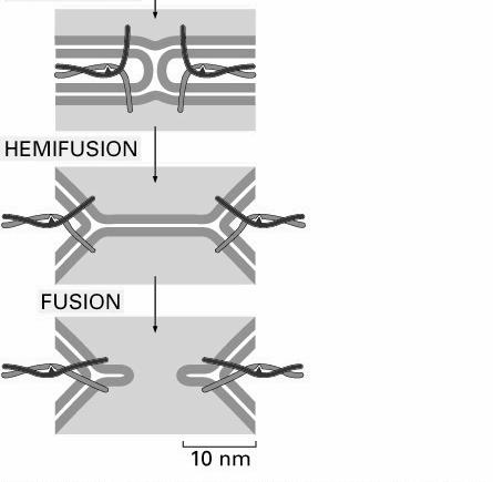 5 nm Transport pęcherzykowy fuzja