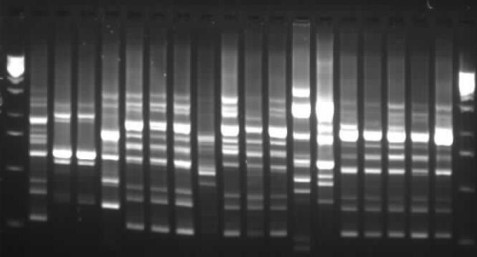 236 B. Garczewska, W. Kamińska, D. Dzierżanowska Nr 3 szczepy wyizolowane w tej grupie należały do biotypu F (14,3%) oraz biotypu C (11,9%).