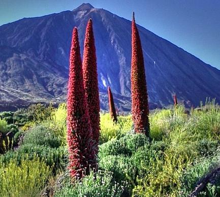 Są to La Laguna, przeurocze zabytkowe miasto i Teide wulkan będący parkiem narodowym.