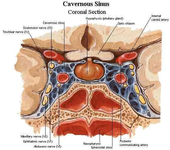 Anatomia