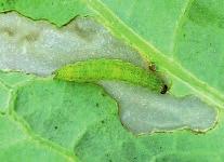 Motyl jest podobny do bielinka kapustnika, lecz ma mniejszą rozpiętość skrzydeł ok. 40 mm.