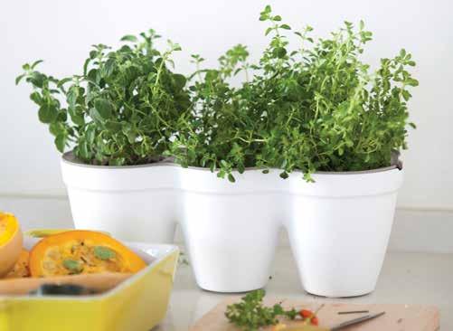 IVY HERBS