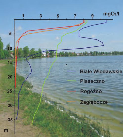 (źródło: WIOŚ) Zaobserwowane w niektórych jeziorach niekorzystne tlenowe również nie zostały uwzględnione w ocenie, gdyż nadmierne odtlenienie hypolimnionu w szczycie stagnacji letniej jest