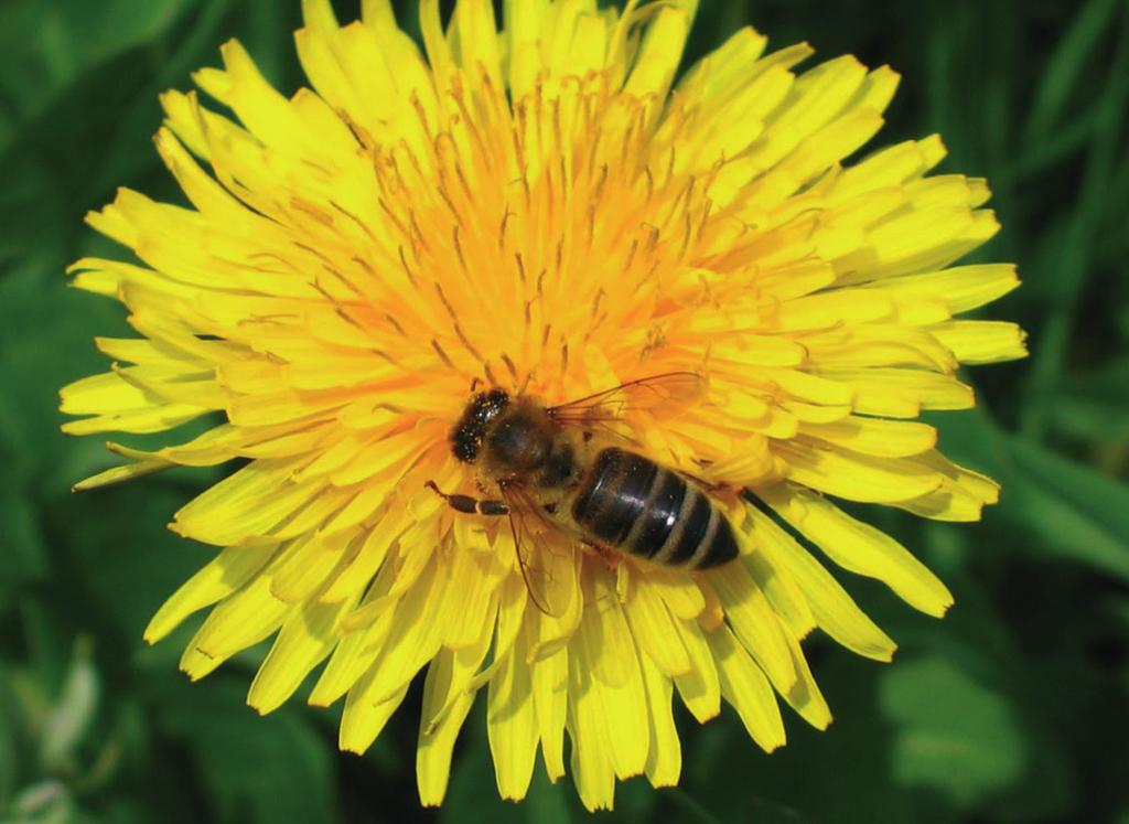 Pasieka w kwietniu W kwietniu najważniejszym zadaniem pszczelarza jest terminowe poszerzanie gniazd pszczelich w celu pomocy rodzinom pszczelim w możliwie wczesnym rozwoju i tym samym pozyskanie