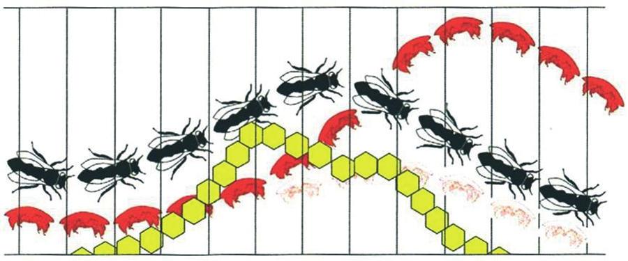 Rozmiary zewnętrzne ramek w ulu warszawskim poszerzonym są następujące: ramka gniazdowa (szerokość/wysokość) 300/435 mm i ramka nadstawkowa (szerokość/wysokość) 360/130 mm.