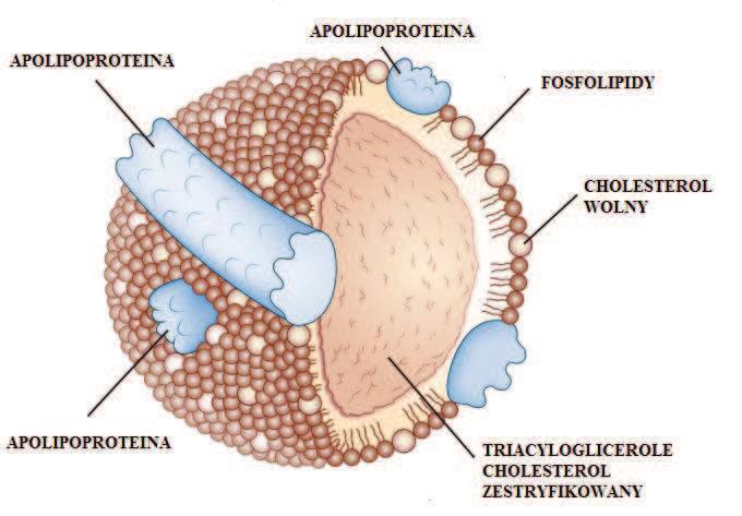 1. WSTĘP 1.1. Budowa i podział lipoprotein Lipoproteiny są kompleksami zbudowanymi z białek zwanych apolipoproteinami (apo) oraz lipidów: fosfolipidów (FL), triacylogliceroli (TG), cholesterolu