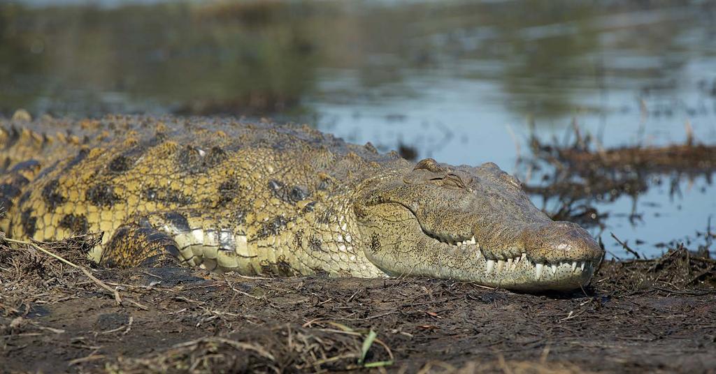Wieczorem zjemy wołowinę pod gwieździstym niebem. Botswana ma najlepsze mięso na świecie, przekonacie się, że w niczym nie ustępuje temu słynnemu argentyńskiemu.