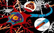 Modele neuronów
