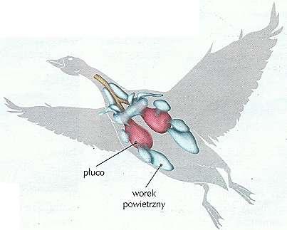 Temat: Ptaki kręgowce latające. 1.Układ oddechowy ptaków. Układ oddechowy ptaków składa się z dróg oddechowych oraz płuc. Drogi oddechowe doprowadzają tlen do płuc. W płucach następuje wymiana gazowa.