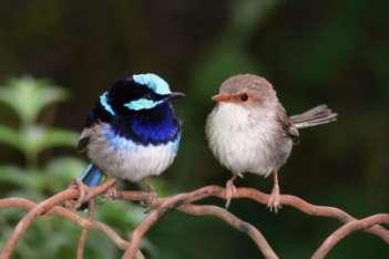 Wszystkie ptaki są rozdzielnopłciowe. U większości występuje dymorfizm płciowy. Samce są większe od samic i barwniej upierzone.