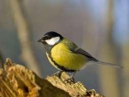3. Wędrówki ptaków. Ze względu na tryb życia wyróżnia się ptaki osiadłe i wędrowne.