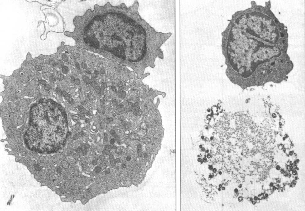 cytokiny granzymy perforyny limfocyty B pamięci. Przyłączenie obcego antygenu do receptora limfocytu B.
