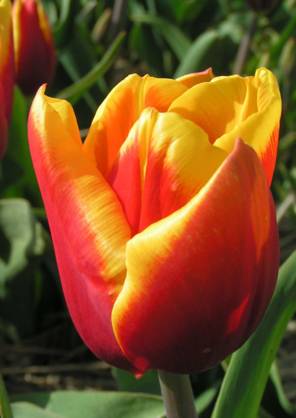 1 Tulipany