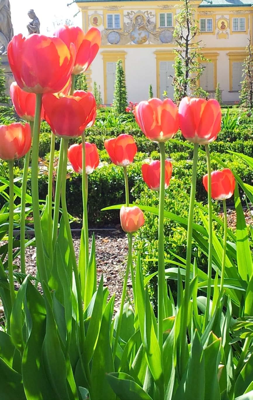 11 tulipany w
