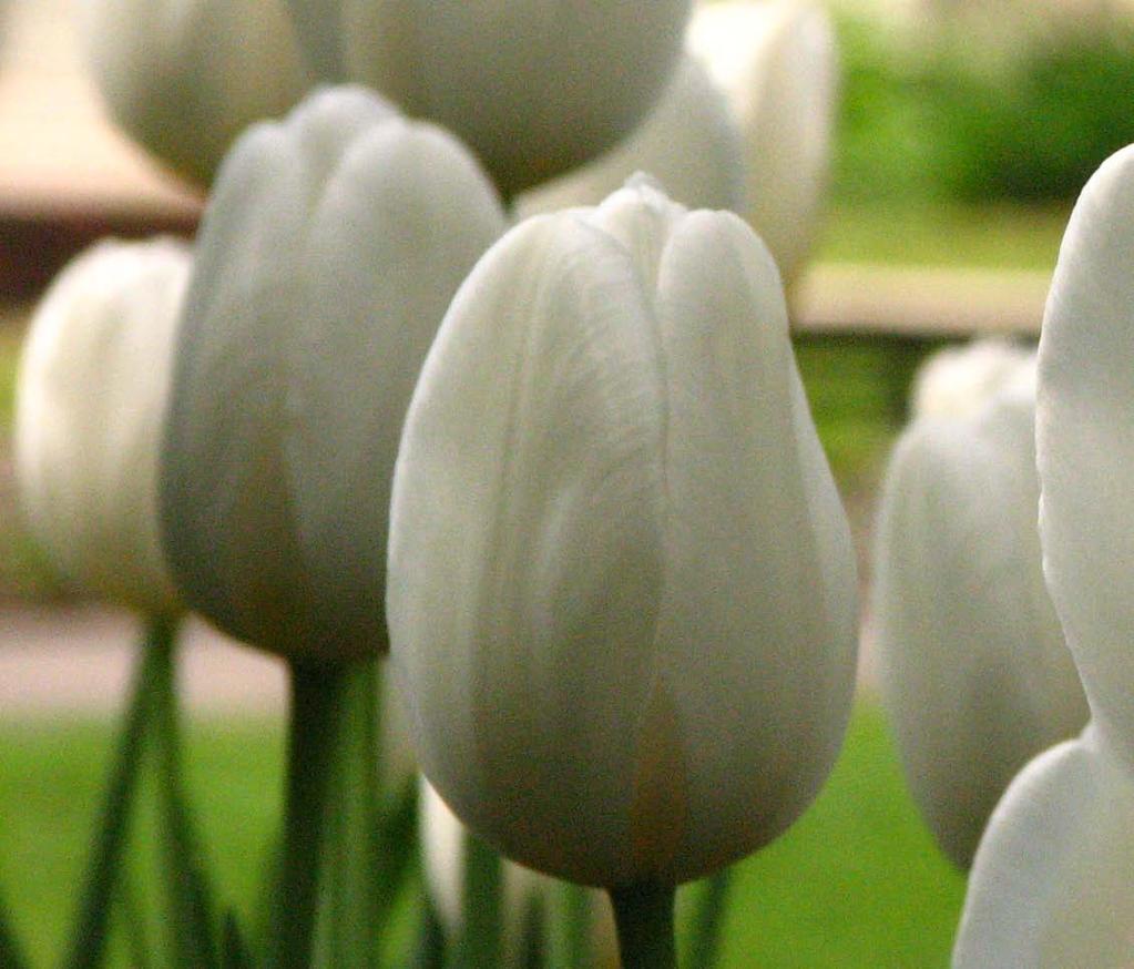 14 tulipany w rezydencji wilanowskiej Tulipany wraz z lawendą i rozmarynem opisywały królewską