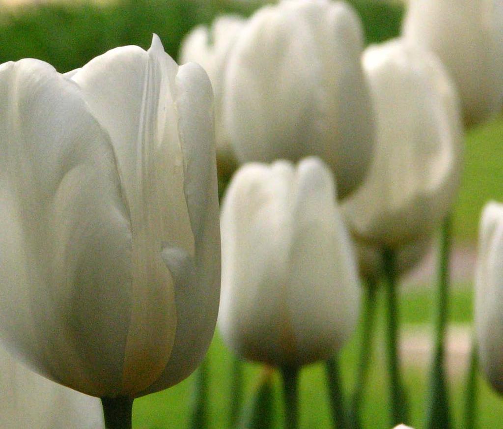 15 tulipany w rezydencji wilanowskiej Różowe tulipany są dekoracją jeszcze jednego przedmiotu, o którym warto wspomnieć. Wkomponowane są w blat niewielkiego stolika wykonanego w drugiej połowie XIX w.