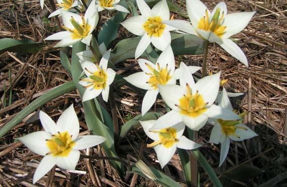 tulipa