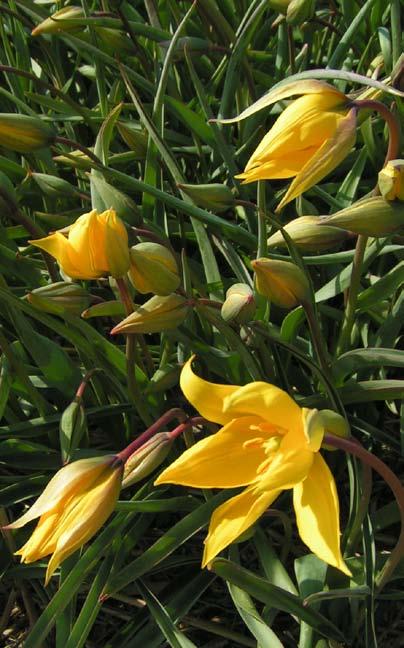 2 TULIPANY TULIPANY HISTORIA tulipa sylvestris Historia tulipanów Dr inż.