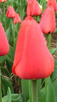 czerwona Abba, czerwona z żółtą obwódką Bonanza, żółta Monte Carlo, flaming coquette (gr. Pojedyncze Wczesne) ciemnoróżowa Peach Blossom ).