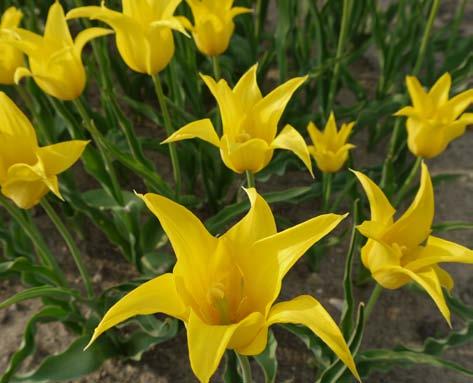 Tulipany fryzowane (Crispa) kwiaty o piłkowanych
