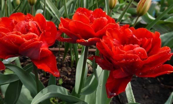 27 różnorodność gatunkowa i odmianowa tulipanów Tulipany zielonokwiatowe (Viridiflora) wszystkie o zazielenionych