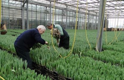 35 pędzenie tulipanów w wodzie Pędzenie tulipanów w wodzie (metoda hydroponiczna) 11 Jest to metoda uprawy bez podłoża, lecz 12