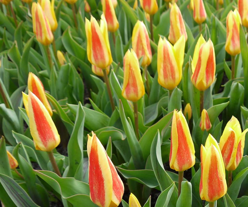 5 TULIPANY giuseppe verdi - z grupy kaufmanna Holendrzy powrócili jednak do równowagi rynkowej, a zainteresowanie tulipanami ponownie, ale już spokojnie i sukcesywnie wzrastało nie tylko w