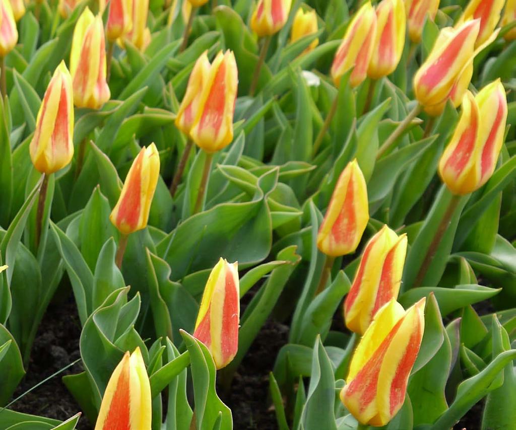 6 TULIPANY Przez stulecia wydawało się, że produkcja cebul tulipanów jest możliwa jedynie w warunkach holenderskich.