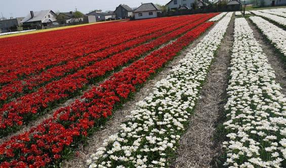 7 historia tulipanów plantacja w polsce, produkcja towarowa cebul reprodukcja cebul na plantacji w polsce Efektem tych działań było zarejestrowanie kilkudziesięciu odmian tulipanów wyhodowanych przez
