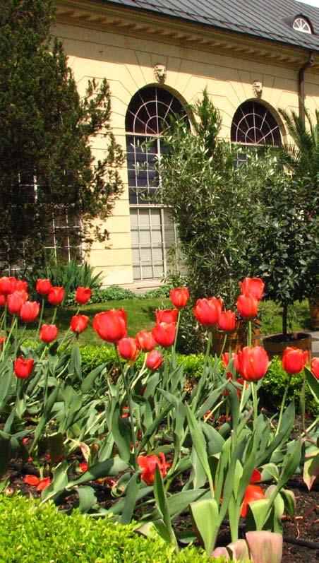 9 tulipany w rezydencji wilanowskiej HISTORIA Tulipany w rezydencji wilanowskiej Nela Kokoszka Muzeum Pałacu Króla Jana III w Wilanowie W ilanowskie założenie pałacowo-ogrodowe to jedna z najlepiej